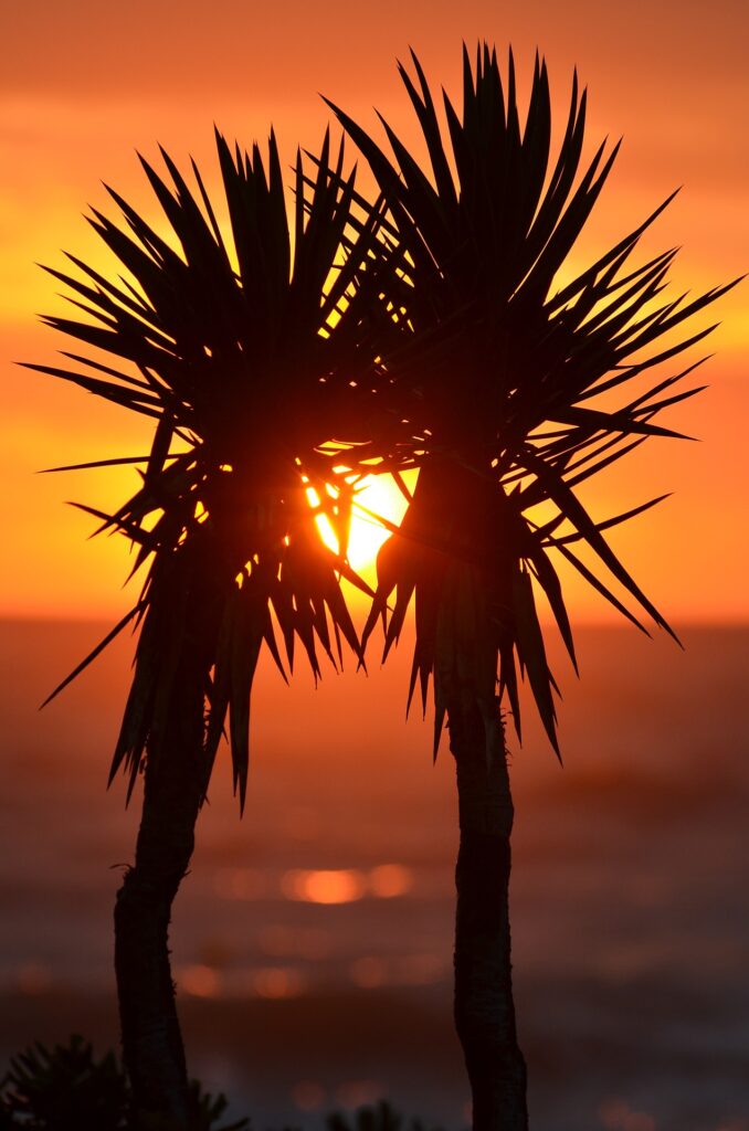 Palm trees along the coastline in Palm Harbor, Florida, symbolizing the growth potential of local businesses with effective SEO strategies.